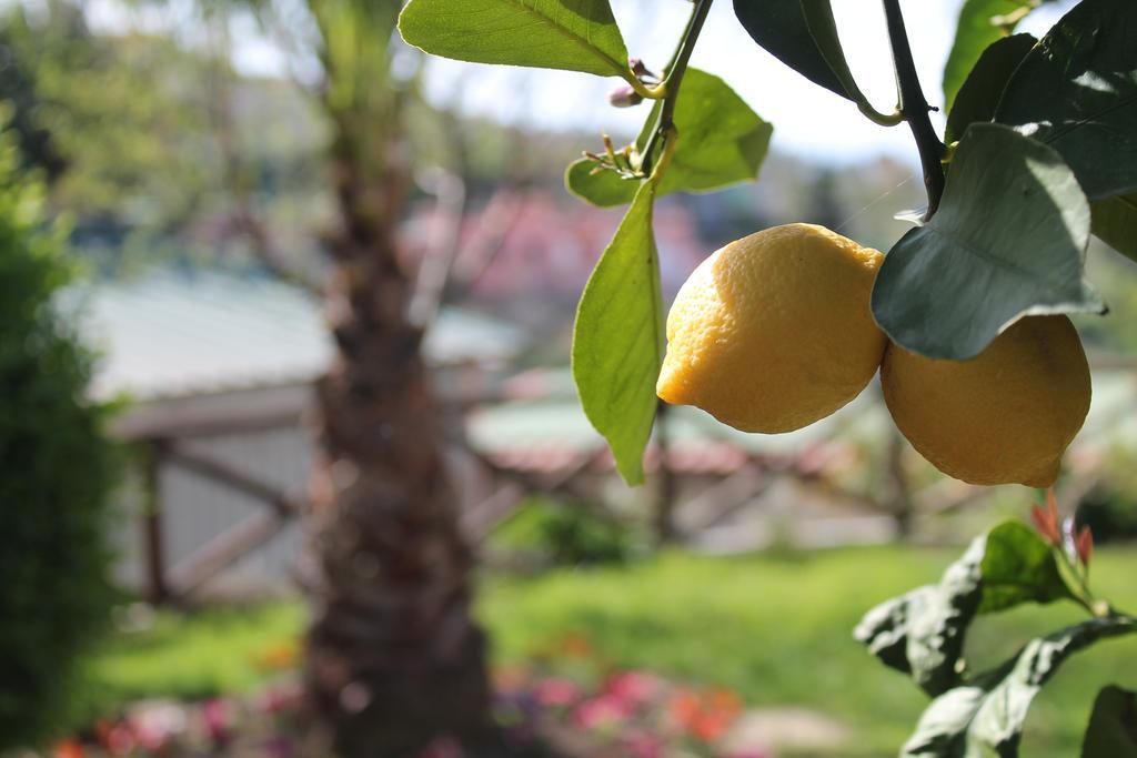 Casa Vacanze Chery Sorrento Dış mekan fotoğraf